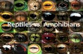 Reptiles vs. Amphibians