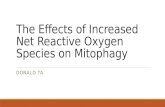 The Effects of Increased Net Reactive Oxygen Species on  Mitophagy