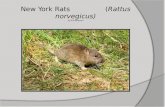 New York Rats                ( Rattus norvegicus) by: Erik Pedersen