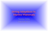 Diving Adaptions in  Marine Mammals