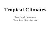 Tropical Climates Tropical Savanna Tropical Rainforest