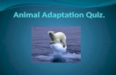 Animal Adaptation Quiz.