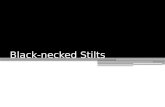 Black-necked Stilts