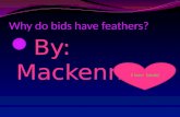 Why do bids have feathers?