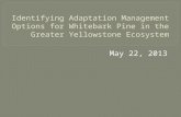 Identifying Adaptation Management Options for Whitebark Pine in the Greater Yellowstone Ecosystem