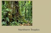 Northern Tropics