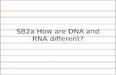SB2a How are DNA and RNA different?