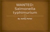 WANTED: Salmonella  typhimurium