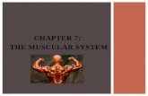 Chapter 7:  The Muscular  System