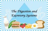The Digestive and Excretory Systems