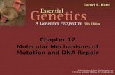 Chapter 12 Molecular Mechanisms of Mutation and DNA Repair