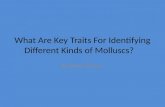 What Are  K ey  T raits  F or  I dentifying  D ifferent  K inds of  Molluscs ?