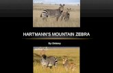 Hartmann’s Mountain Zebra