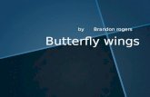 Butterfly  wings