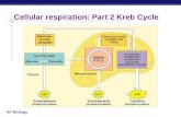 Cellular respiration: Part 2 Kreb Cycle