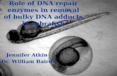 Role of DNA repair enzymes in removal of bulky DNA adducts in zebrafish