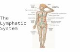 The  Lymphatic  System