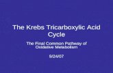The Krebs Tricarboxylic Acid Cycle
