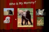 Who Is My Mommy?