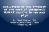 Evaluation of the efficacy of one dose of  autogenous  MJPRRS vaccine in nursery pigs