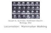 Stuart S.  Sumida / Kathleen Devlin Biology 342 Locomotion:  Mammalian Walking