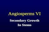 Angiosperms VI
