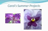 Carol’s Summer Projects