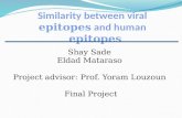 Similarity between viral  epitopes  and human  epitopes