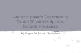 Aiptasia pallida  Depletion in Tank 120 with Help from Natural Predators