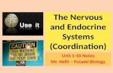 The Nervous and Endocrine  Systems ( Coordination )
