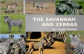 THE SAVANNAH  and Zebras