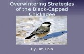 Overwintering Strategies of the Black-Capped Chickadee