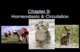 Chapter 9 :  Homeostasis & Circulation