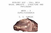 BIOLOGY 622 – FALL 2014 BASAL AMNIOTA - STRUCTURE AND PHYLOGENY WEEK – 3 EUPELYCOSAURIA