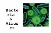 Bacteria  &  Viruses