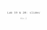 Lab 19 & 20: slides