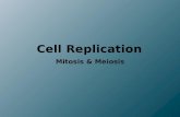 Cell Replication