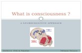 What is consciousness  ?