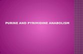 Purine and Pyrimidine anabolism