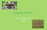 Invasive Animals