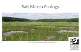 Salt Marsh Ecology