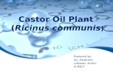 Castor Oil Plant  ( Ricinus communis )