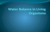 Water Balance in Living Organisms