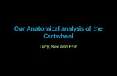 Our Anatomical analysis of the Cartwheel
