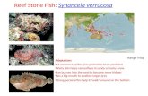 Reef Stone  Fish:  Synanceia verrucosa