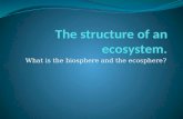 The structure  of  an ecosystem .