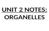 UNIT 2 NOTES: ORGANELLES
