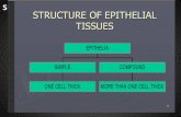 Structure of Epithelial Tissues
