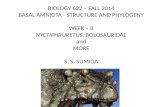 BIOLOGY 622 – FALL 2014 BASAL AMNIOTA - STRUCTURE AND PHYLOGENY WEEK –  8
