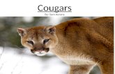 Cougars By: Sam Kerans